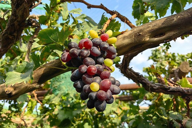 زراعة العنب في نجران .. فصول نجاح وتمسك بالموروث