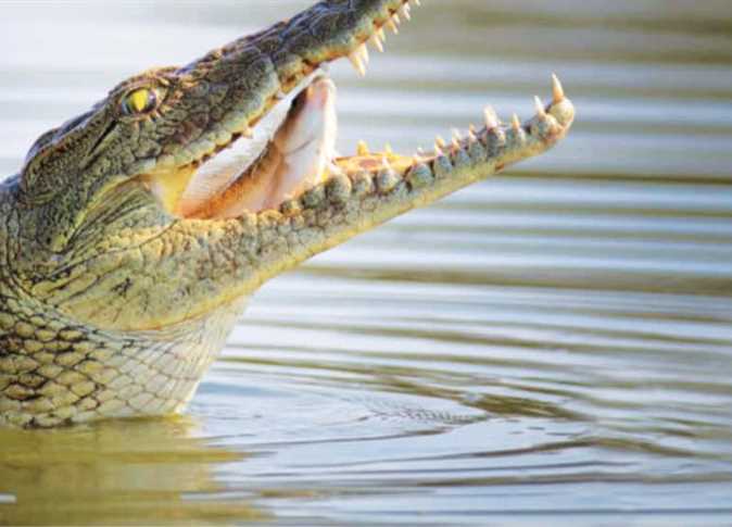 تماسيح النيل.. استثمار مهمل أم ضرورة بيئية؟ (ملف خاص)